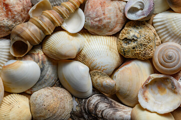 Seashells of various shapes and types. Background