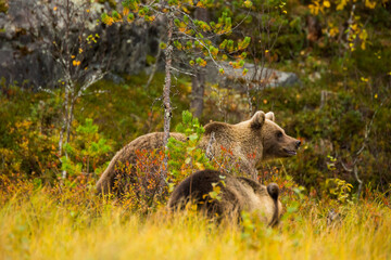 Brown bear in Kuusamo, Lapland, Finland