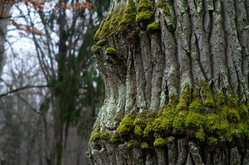 Obraz premium tree in the forest