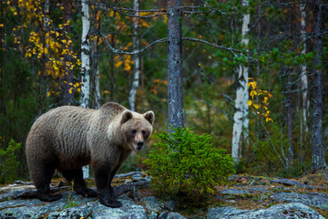 Fototapeta premium Brown bear in Kuusamo, Lapland, Finland
