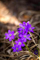 Flower Blue pechenocnae. Hepatica nobilis. Dew. Close-up.