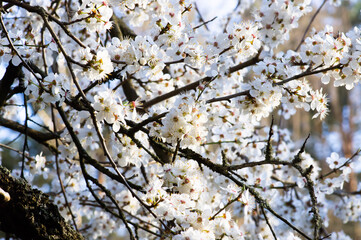blossom in spring