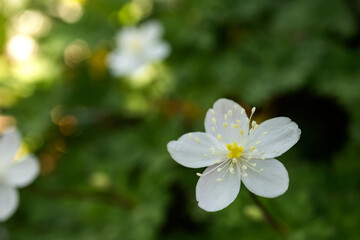 Obraz na płótnie Canvas ニリンソウの花のマクロ写真／Anemone flaccida