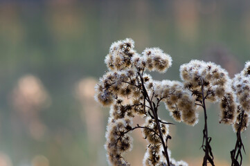 willow catkins in spring