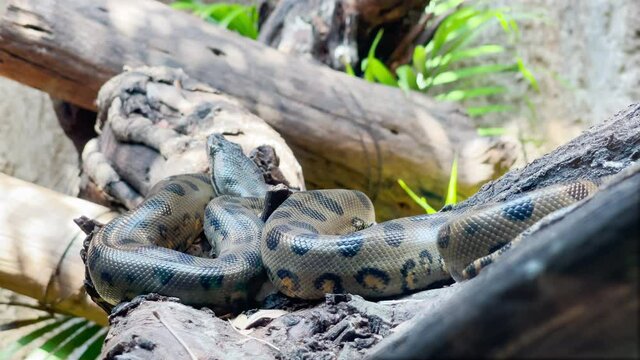 Green anaconda resting on branch.
