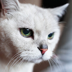 Portrait of cat close-up, concept of pet care