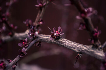 Berberis ottawensis Superba.Dewdrops like diamonds on buds.