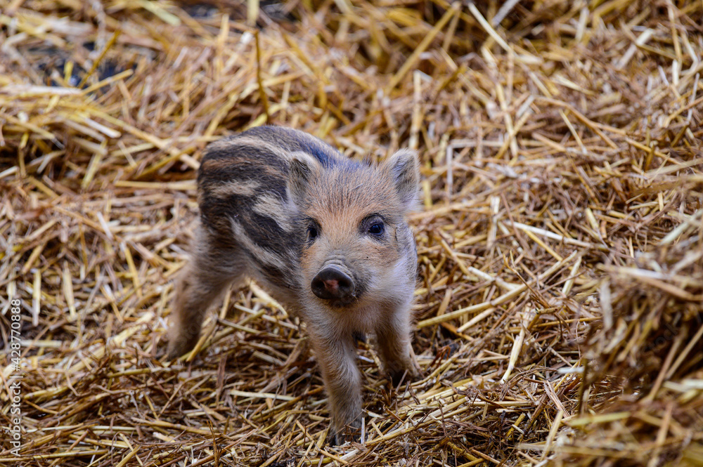 Wall mural young boar, wild boar