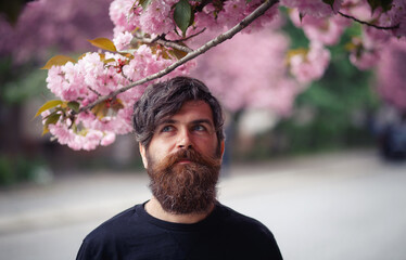Charismatic bearded adult man with long mustache and gray hair near cherry blossom trees in spring