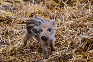 young boar, wild boar