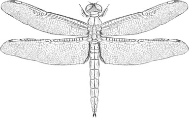 Dragonfly Realistic Line Ink Drawing - vintage art 