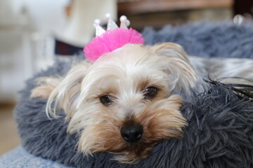 Small dog lying in bed with pink crown