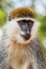 Green Monkey - Chlorocebus aethiops, beautiful popular monkey from West African bushes and forests, Ethiopia.