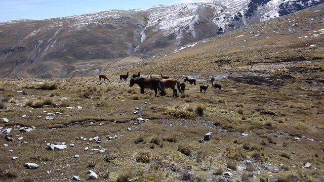 Mountain horses from Cordillera Real, Andes, Bolivia