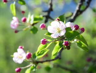 Blüten des Apfelbaum im Sonnenschein im Frühling in Lana bei Meran - Südtirol - Italien - Europa