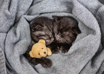 A small dark tabby kittens lie and sleep on a gray knitted scarf hugging a small teddy bear