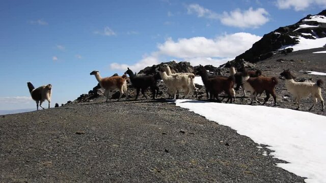 Mountain llama from Cordillera Real, Andes, Bolivia