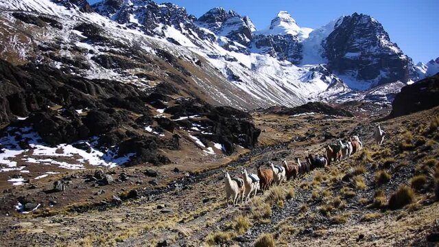 Mountain llama and Condoriri peak from Cordillera Real, Andes, Bolivia