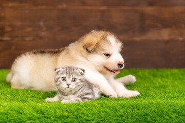 A fluffy Malamute puppy lies next to a tabby Scottish kitten on the backyard lawn of a house. Place for text