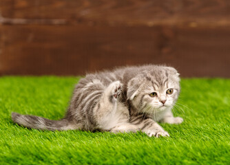 Little gray cat scratches its ear while sitting on the grass