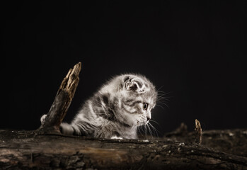Gray tabby kitten Scottish breed sits on a log on a black background at night in the park. Kitten looking into the frame with big cute eyes