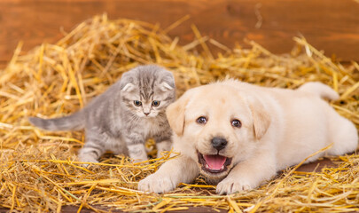 Labrador puppy and fluffy tabby kitten lie in the hay on the floor in the barn at the farm