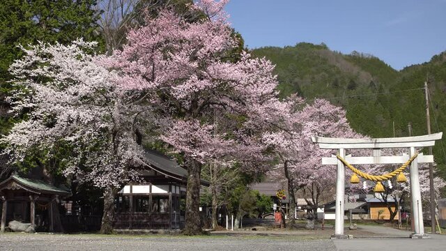 神社に咲く桜と通過する列車