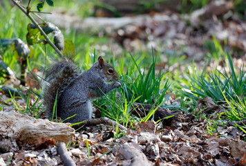 Grey squirrels in the woods