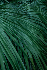 Biophilia trend. Deep green palm leaves texture. Vertical bright plant background. Backdrop for ecological presentation or card. Fresh foliage.