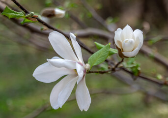 Magnolia Flowers. Magnolia is a genus of flowering plants of the Magnolia family, containing about...