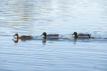 Three ducks swim together on a pond