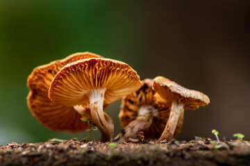 Fototapeta premium mushroom in the forest