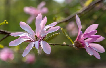 Magnolia Flowers. Magnolia is a genus of flowering plants of the Magnolia family, containing about 240 species.