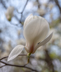 Magnolia Flowers. Magnolia is a genus of flowering plants of the Magnolia family, containing about...