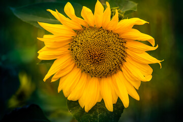 sunflower in the field