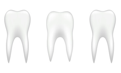 Dental  model of premolar tooth as a concept of dental examination teeth, dental health and hygiene. 3d rendering illustration isolated on white background.