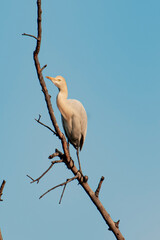 blue heron