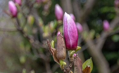 Magnolia Flowers. Magnolia is a genus of flowering plants of the Magnolia family, containing about 240 species.