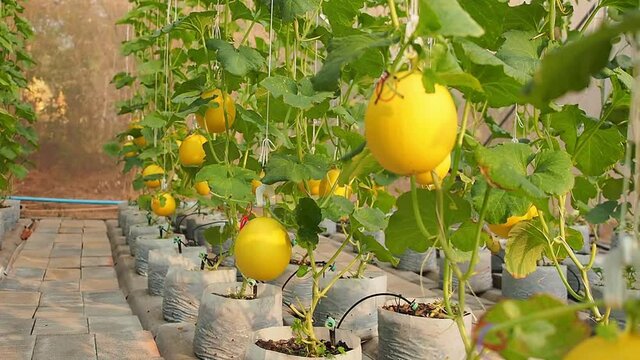 Yellow melon or honeydew hanging on tree in a greenhouse organic melon farm.