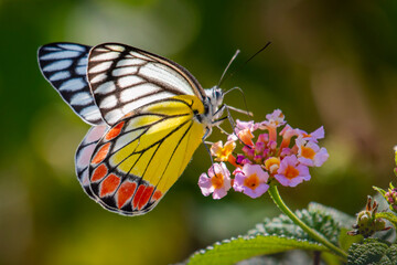 butterfly on flower
