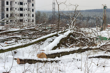 Sawed trees to expand the construction site in winter