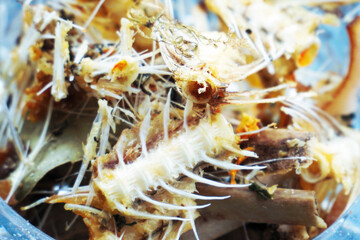 A small pile of fish bones and leftover food in close-up