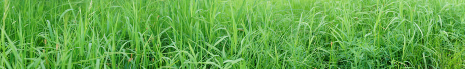 Fototapeta na wymiar Panorama of green meadow grass