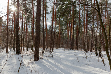 Fototapeta premium Winter sunlit forest with pines and deciduous trees and shrubs