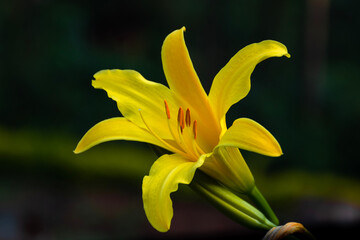 yellow lily flower
