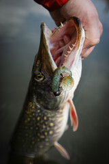 Fishing background. European predator trophy Pike.