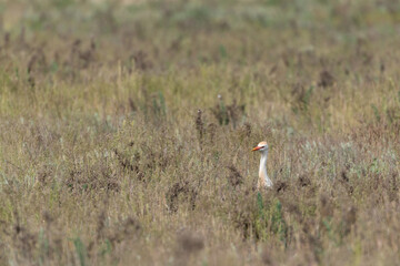 Obraz na płótnie Canvas Egret on the field. Wildlife