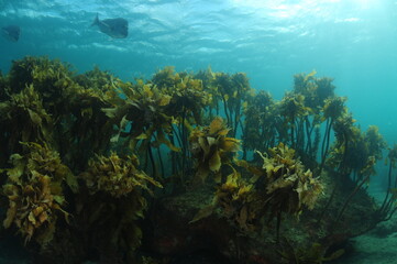 Fototapeta na wymiar Forest of brown stalked kelp Ecklonia radiata on rocks in subtidal zone.