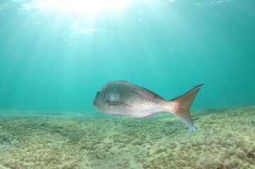 Large Australasian snapper Pagrus auratus swimming away above flat bottom in sunrays.