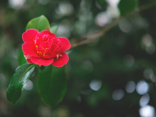 The beautiful spring or summer background of the white azalea flower in full bloom with the space for your text. Selective focus. Beautiful blur.